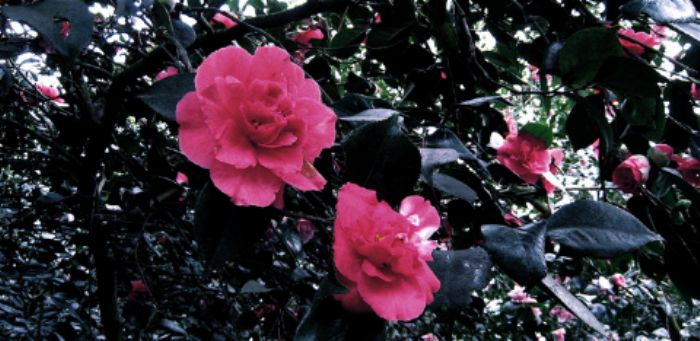 Camellias, Isabella plantation