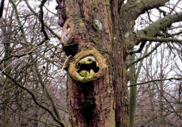 This must surely be an Ent from 'Lord of the Rings'...