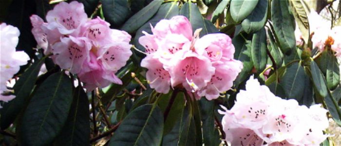 Rhododendrons, Isabella plantation, Richmond Park.