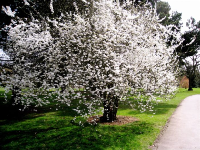 Spring blossom, Kew