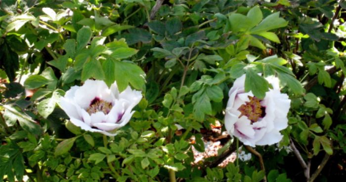 Exotic paeonies grace the 'white' garden