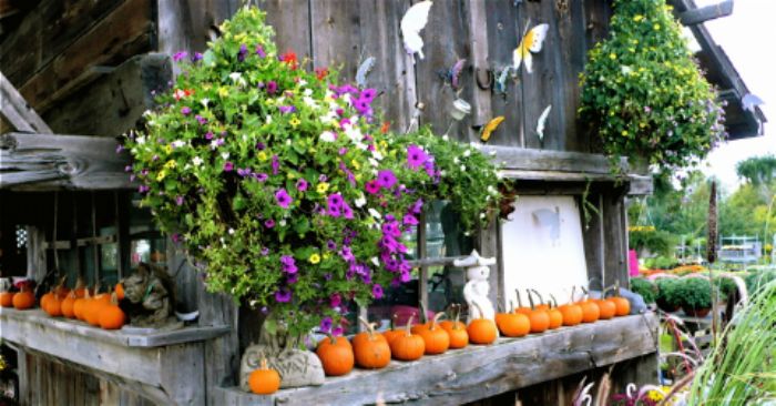 Rustic idyll with petunias and pumpkins