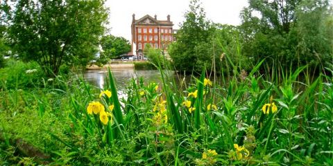 04 yellow iris pond