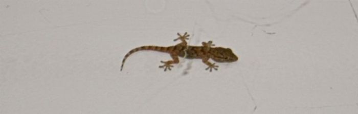 Our baby gecko, who shares our bedroom ...