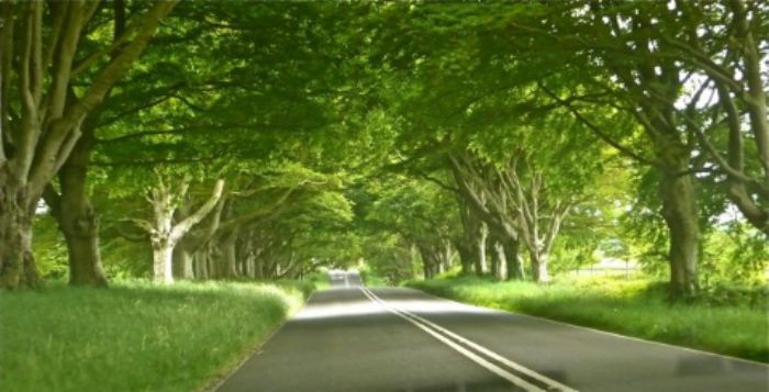 An avenue of beech trees lining the road to Kingston Lacy