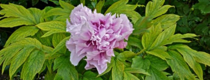 Kingston Lacy - paeony pink