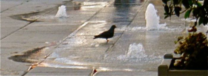 A painterly pigeon cooling down at the RA ...