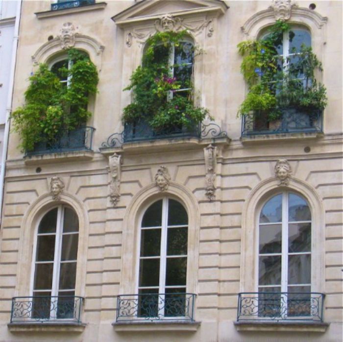 Feral window boxes, rue de Seine