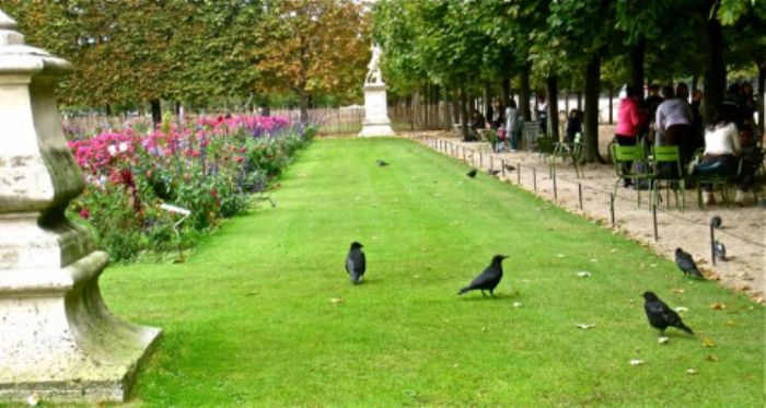 A herbaceous border to envy in Les Tuileries