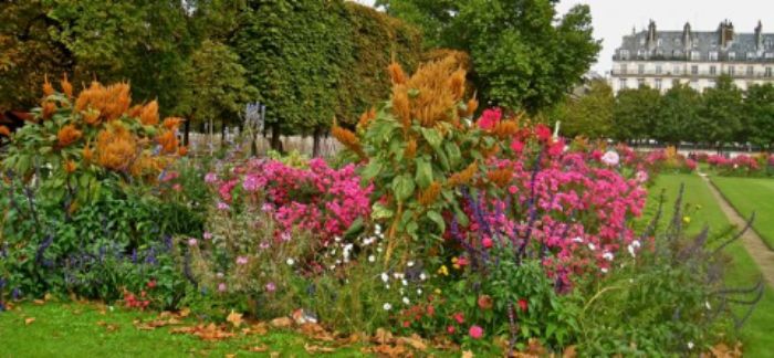 Sumptuous flowerbeds at Les Tuileries ...