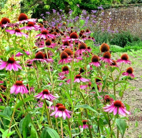 Echinacea  -  a pretty remedy for colds ... perhaps