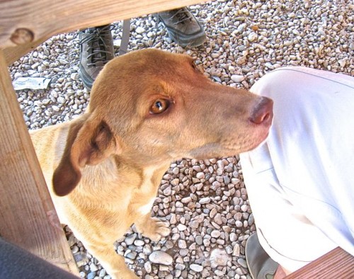 Xanthos - Top dog 2 sharing the picnic ...