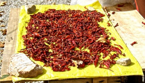 Tlos - stall owner drying chillies