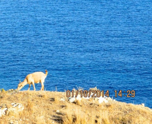 Knidos - goat on the cliff edge