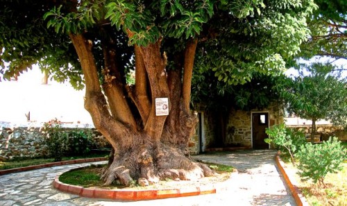 Ancient 'tree of life' at the Mausoleum site