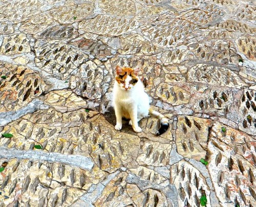 Kas - cat in camouflage