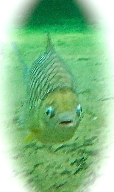 This is how I feel - even fish get unhappy!