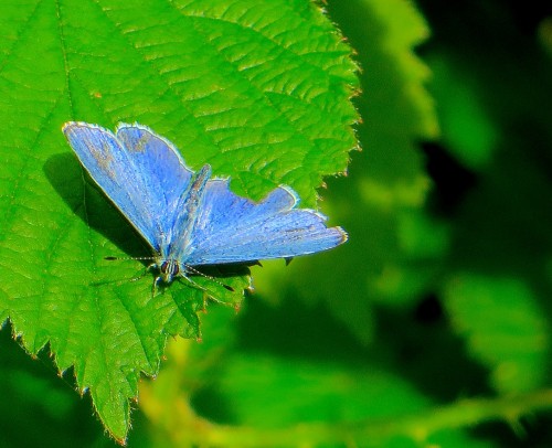 Blue butterfly on Barnes Common