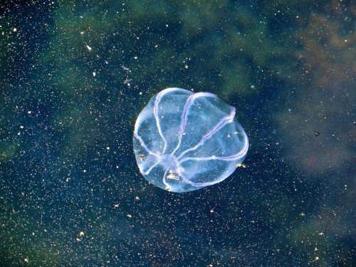 One of the many jellyfish to be seen in the clear waters