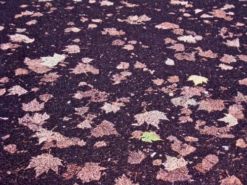 Autumn leaves squashed on the road ...