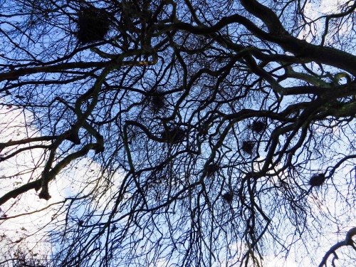 Barnes - the large and untidy heronry