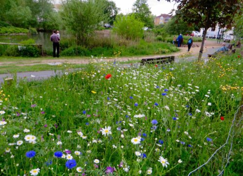 Wild flower garden at Barnes Pond