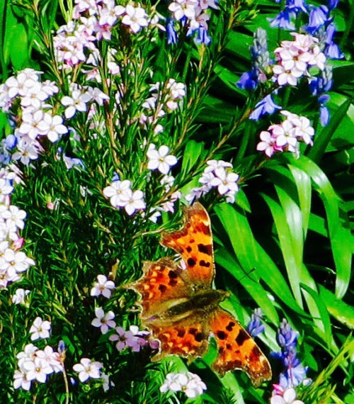 Early comma butterfly with bluebells - I hope it survived those fickle Spring days ...