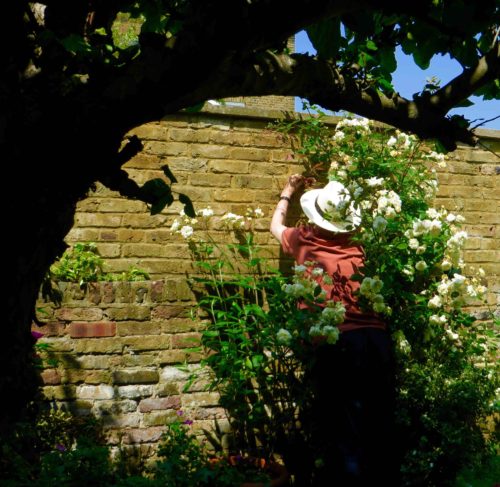 John enveloped by roses - Malvern Hills