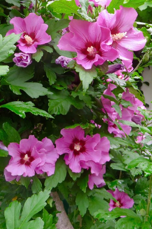 Mallow - cousin to the more exotic hibiscus ... Barnes