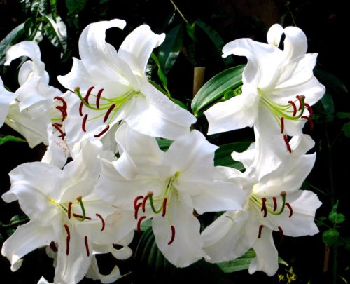 Elegant, paper thin, white lilies ...