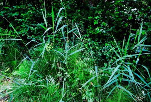 Wild grasses and horsetail