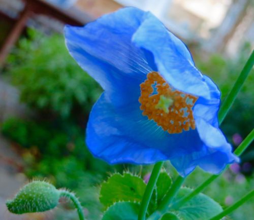 Blue poppy - Meconopsis - grown in my garden!