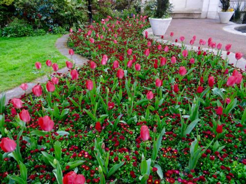 Tulips co-exist with daisies in Embankment Gardens