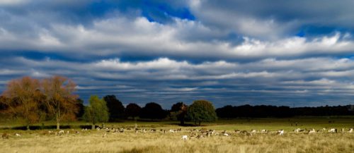 Clouds gathering above the deer in Richmond Park
