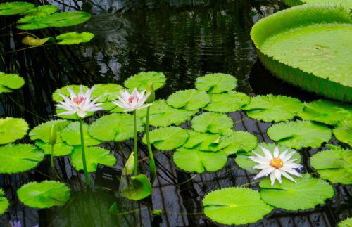 Water lilies at Kew Gardens