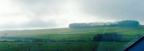 Buxton - countryside with sheep