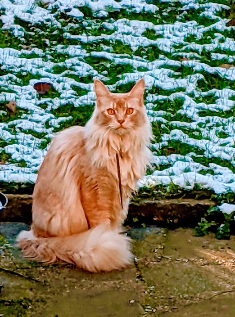 Orlando The Marmalade Cat